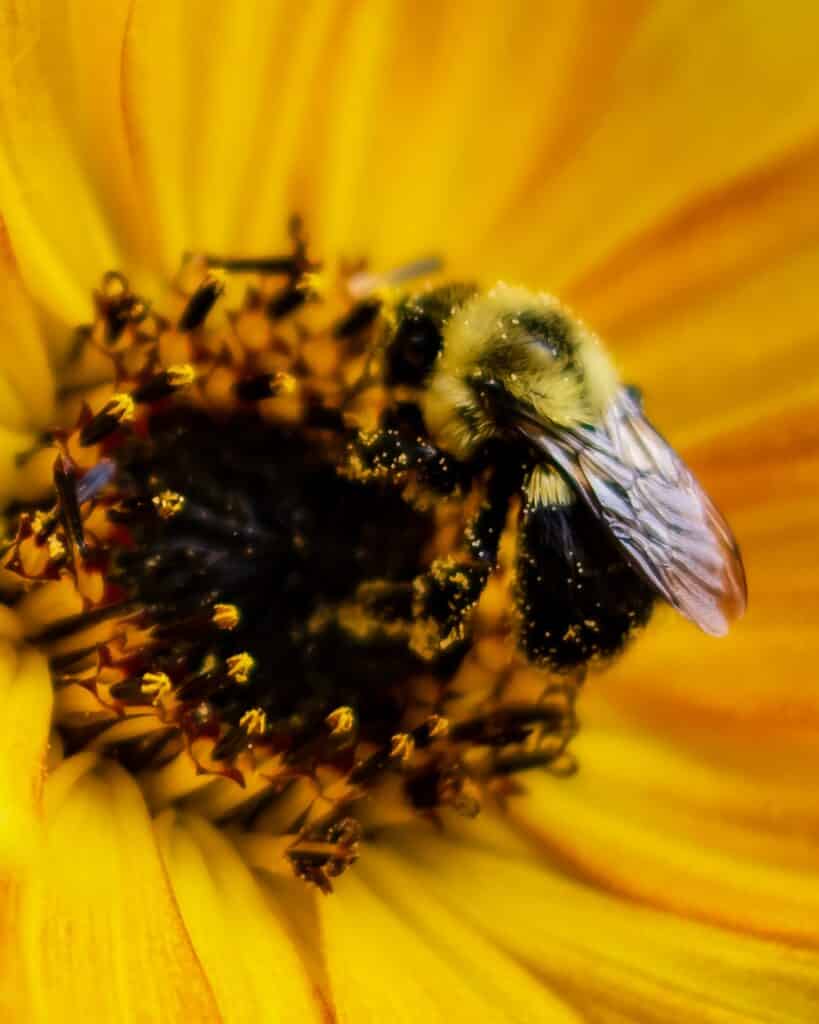 rid your home of pollen